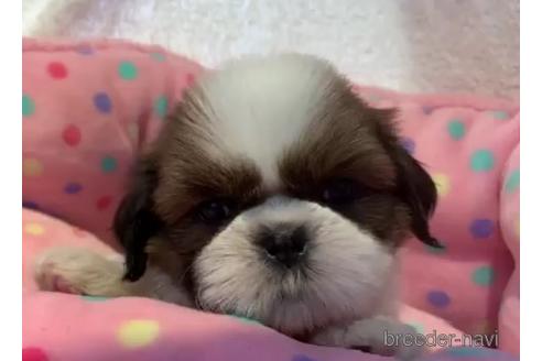 成約済の東京都のシーズー-203812